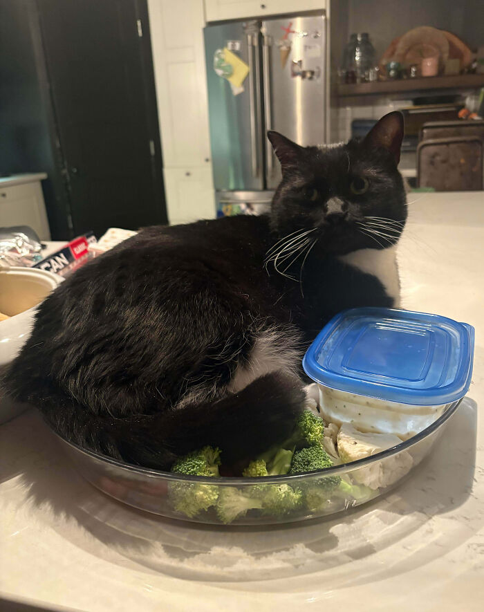 Black and white cat sitting in a glass dish with broccoli and a plastic container, a funny pet shame moment captured.