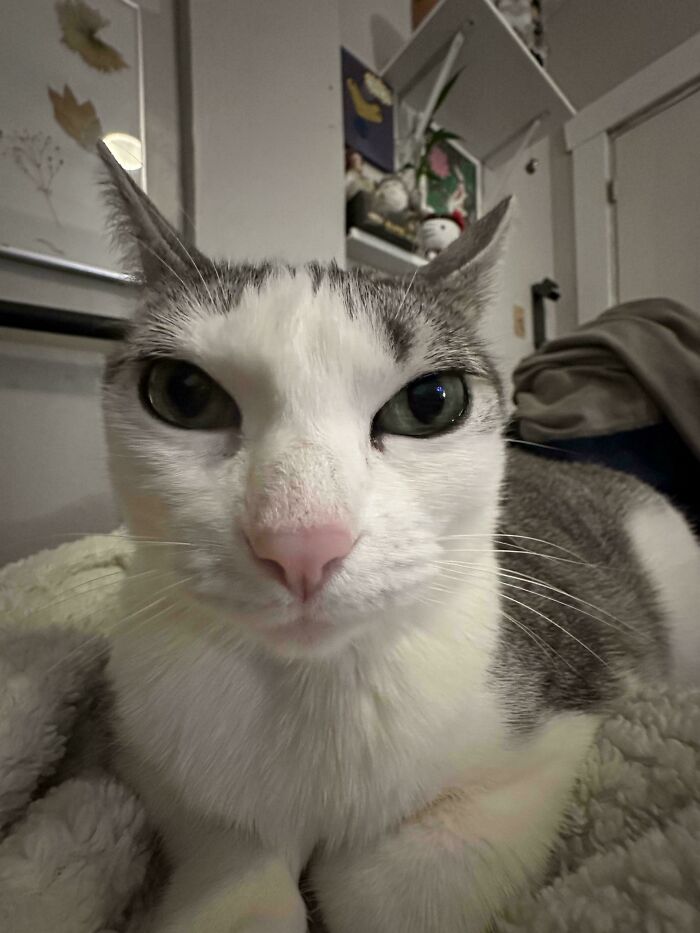 Close-up of a cat with wide eyes and a pink nose, suggesting cats might actually be aliens in quirky photos.