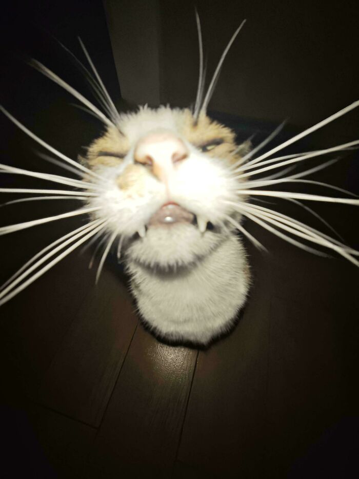 Close-up photo of a cat with exaggerated whiskers and teeth, highlighting cats in unusual alien-like pose.