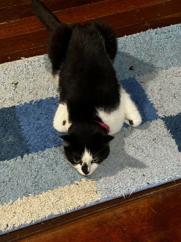 Black and white cat crouching low on a blue and beige textured rug, showing curious and alien-like behavior.