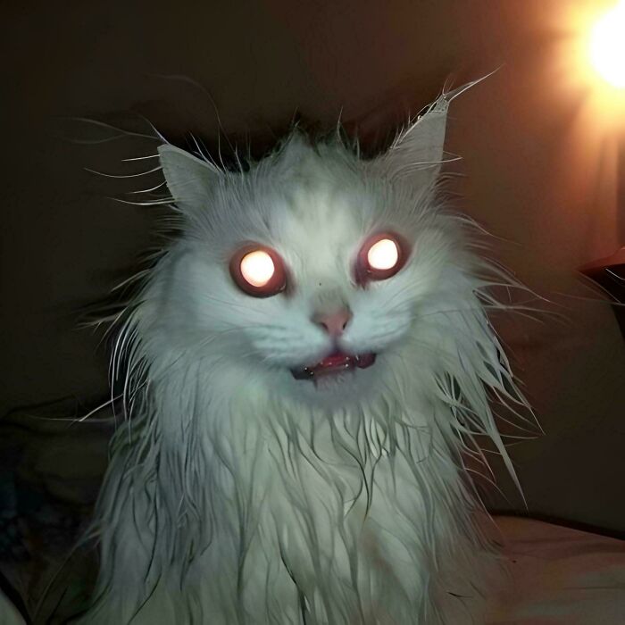 Wet white cat with glowing eyes in a dim room, showing an eerie and alien-like appearance suggesting cats might actually be aliens.