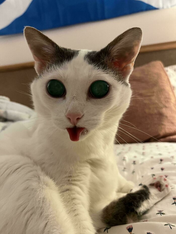 White cat with large alien-like green eyes and tongue sticking out, lying on a bed showing alien cat features.