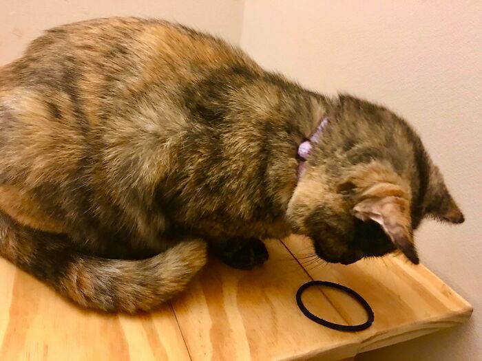 Tabby cat on wooden surface curiously examining a black hair tie, showcasing cats and alien-like behavior.