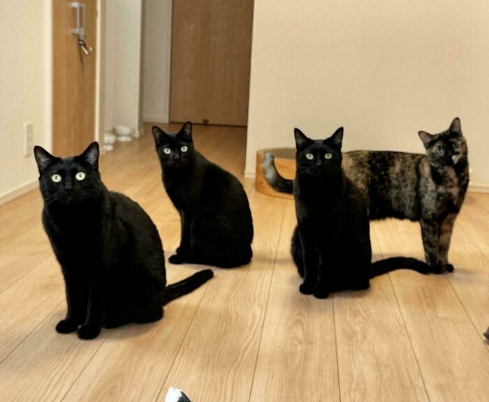 Four curious cats with glowing eyes sitting on a wooden floor, showcasing mysterious and alien-like behavior.