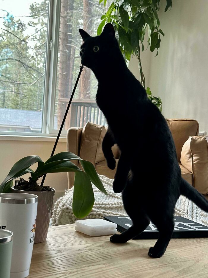 Black cat standing on hind legs with wide eyes indoors by a window, showcasing curious alien-like behavior in a cozy living room.