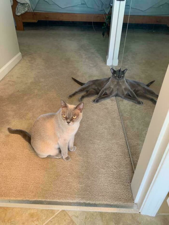 Cat sitting near a mirror with its reflection showing, illustrating curious behavior that suggests cats might be aliens.
