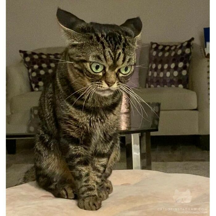 Tabby cat with large eyes and unusual expression sitting indoors, showing traits that suggest cats might actually be aliens.