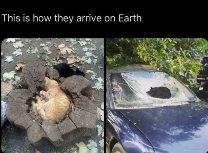 Two cats resting in unusual spots, suggesting a humorous take on cats as aliens arriving on Earth.