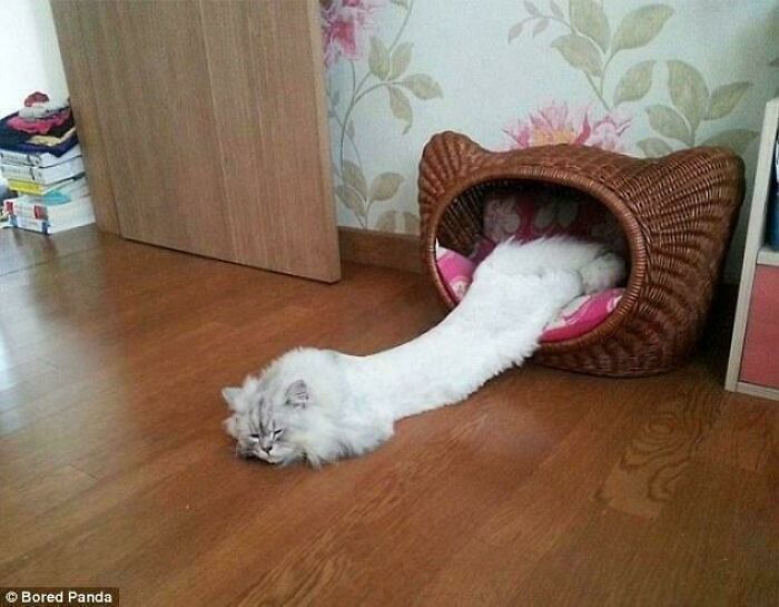 White cat stretching unusually long from a woven cat bed, illustrating quirky cat behavior that might hint at alien traits.