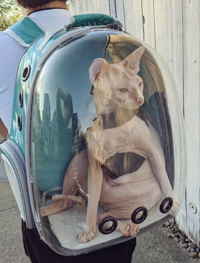 Sphynx cat inside a transparent alien-style backpack carrier with ventilation holes, showcasing unusual cat behavior.