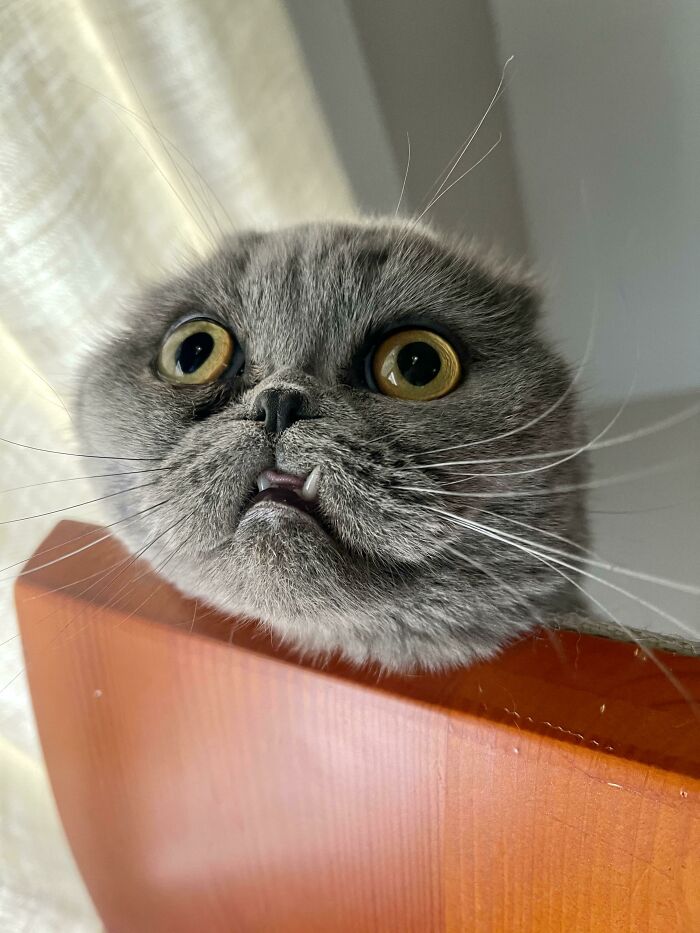 Close-up of a gray cat with wide yellow eyes and visible teeth, showcasing curious alien-like feline features.