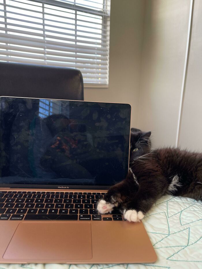 Black and white cat lying next to a laptop, partially hiding behind the screen, showing curious alien-like behavior.