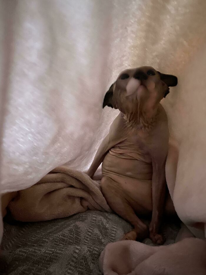 Sphynx cat with wrinkled skin and large ears nestled in soft blankets, suggesting cats might actually be aliens.