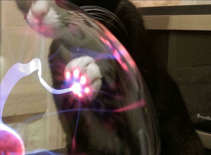 Cat paw touching a plasma ball with glowing electric streams, illustrating cats might actually be aliens concept.