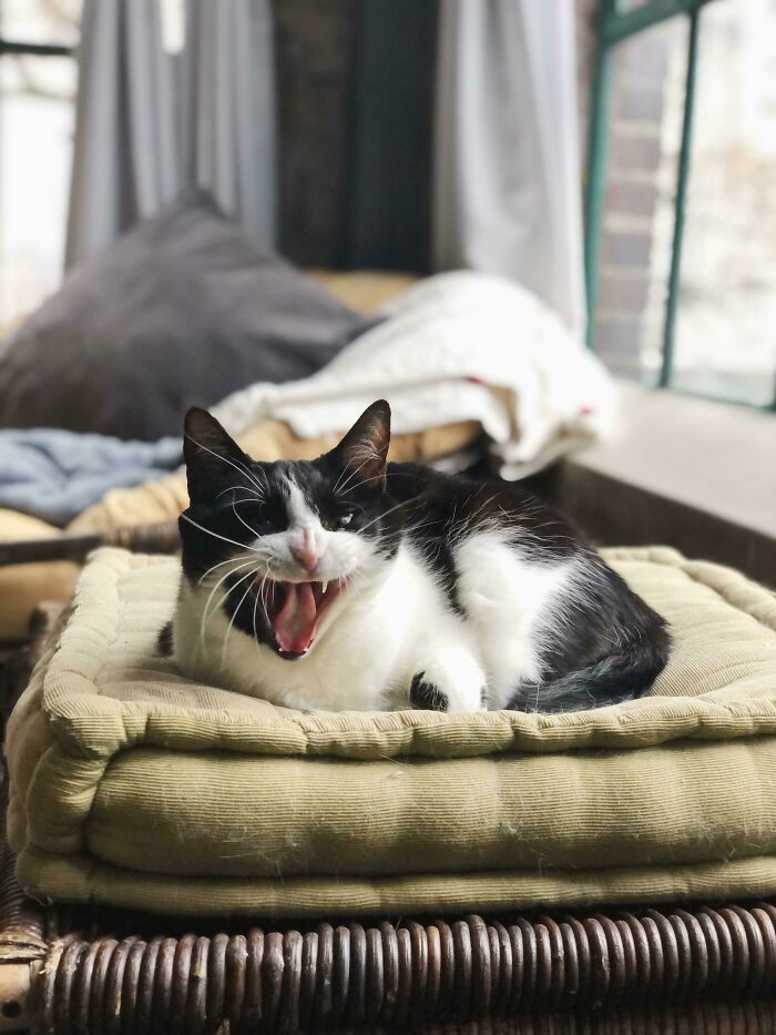 Black and white cat yawning while lying on a cushion indoors, illustrating cats might actually be aliens concept.