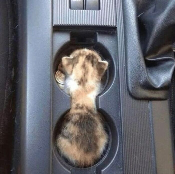 Kitten fitting perfectly in car cup holder, showcasing curious and alien-like behavior of cats.