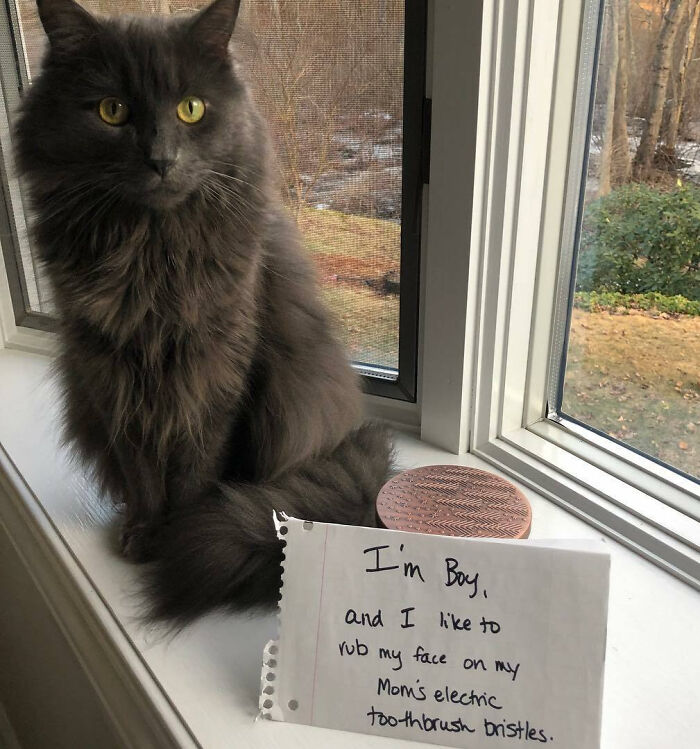 Gray long-haired cat sitting on a windowsill with a pet shaming sign about rubbing face on electric toothbrush.