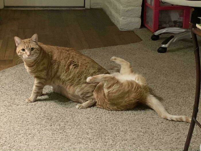 Two cats in a living room on carpet, one looking alert while the other twists playfully, suggesting alien-like behavior.