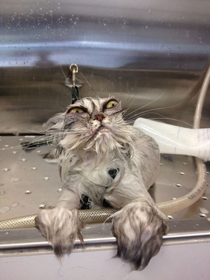 Wet cat with wide eyes and drenched fur, looking otherworldly in a metal sink, showing cats might actually be aliens.