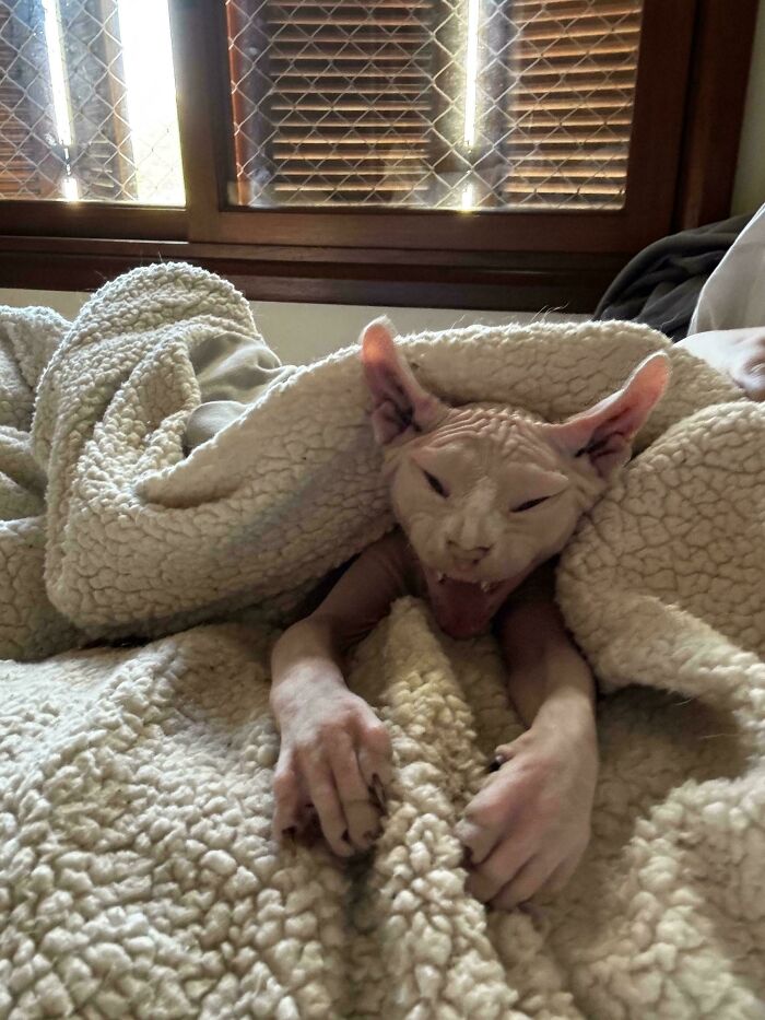 Hairless cat yawning under a cream-colored blanket, showing unique features that suggest cats might be aliens.