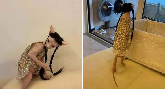 Sphinx cat dressed in a floral dress with braided hair, showcasing unusual and alien-like appearance in a home setting.