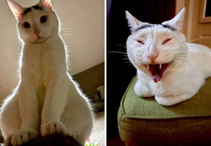 Two white cats with unusual expressions suggesting they might actually be aliens in a home setting.