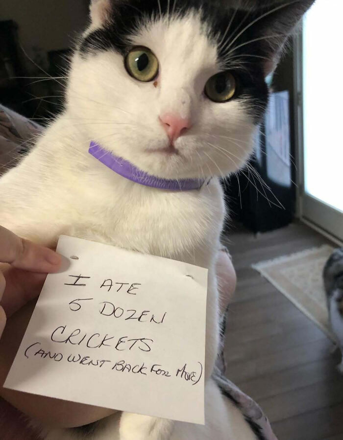 White and black cat wearing a purple collar being shamed by owner with a note about eating five dozen crickets.