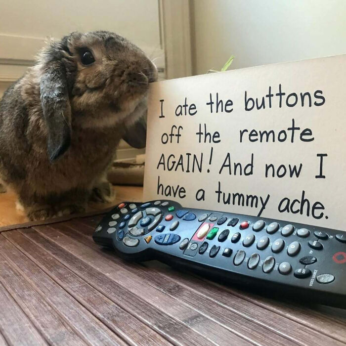 Brown rabbit next to a TV remote and a sign showing pet shaming for eating remote buttons and having a tummy ache.
