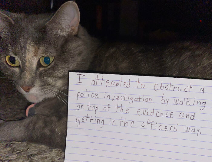 Gray cat lying on carpet next to a handwritten pet shaming note about obstructing a police investigation.