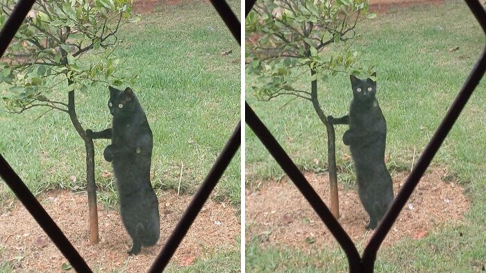 Black cat standing on hind legs next to a small tree, appearing curious and mysterious in a grassy yard setting.