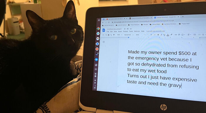 Black cat sitting next to a laptop with a humorous pet shame message about expensive taste and refusing wet food.