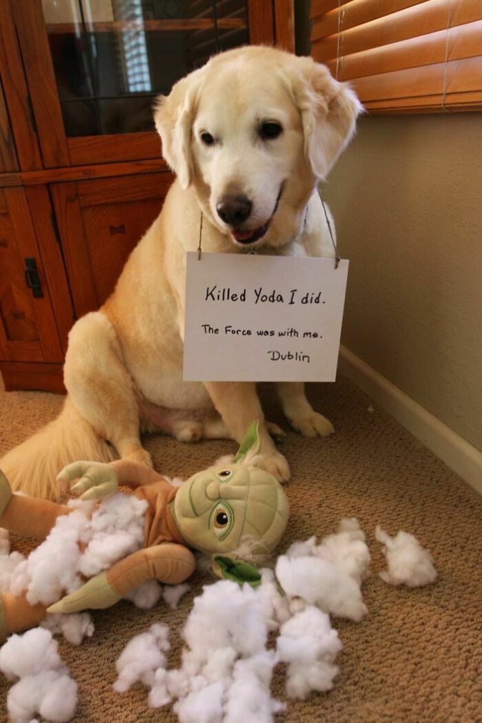 Golden retriever with a pet shame sign sitting next to a torn Yoda plush toy and stuffing on the floor.