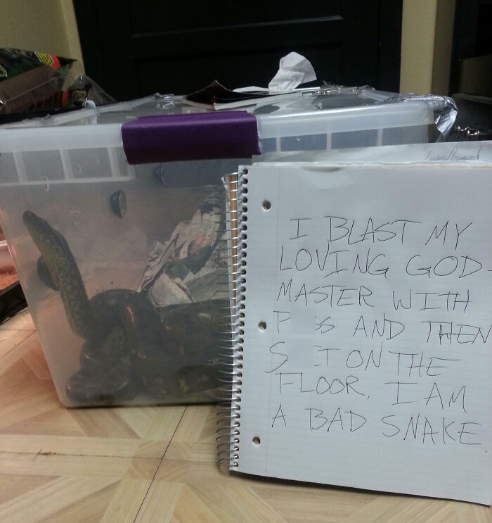 Handwritten pet shame note beside a snake in a plastic container, showcasing pet owners who shame their pets online.