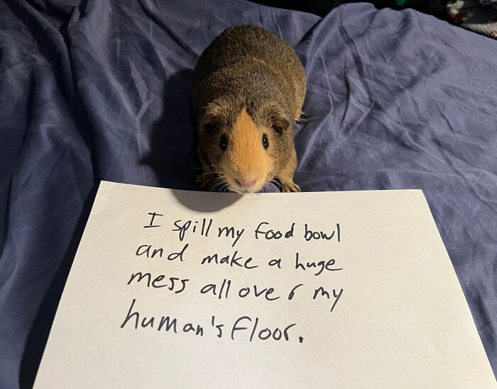 Guinea pig next to a handwritten pet shame sign about spilling food bowl and making a mess on owner's floor.