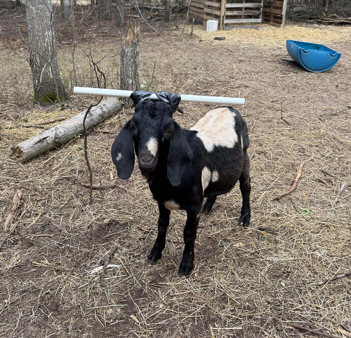 Black and white goat with a pipe balanced on its head in an outdoor enclosure, pet shaming moment captured.