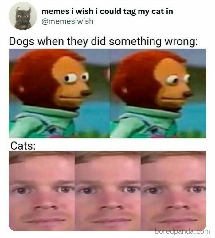Two-panel meme showing dogs looking guilty and cats with indifferent expressions, highlighting hilarious internet truths.