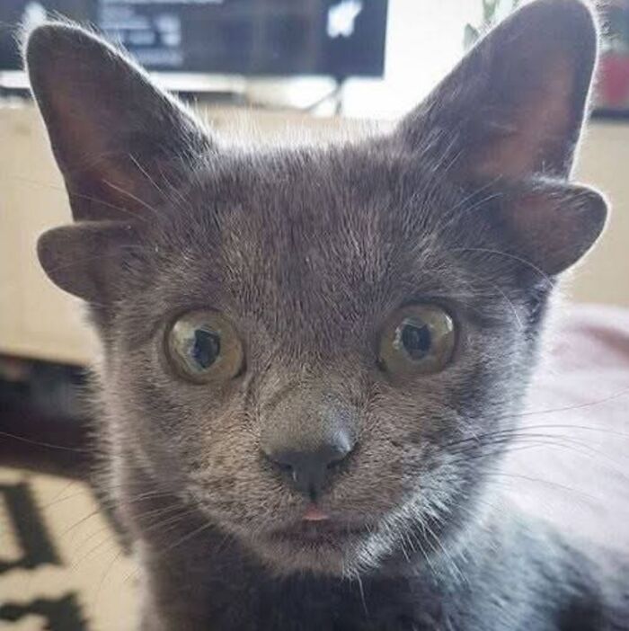 Gray cat with unusual alien-like ears and wide eyes looking directly at the camera in a close-up photo.