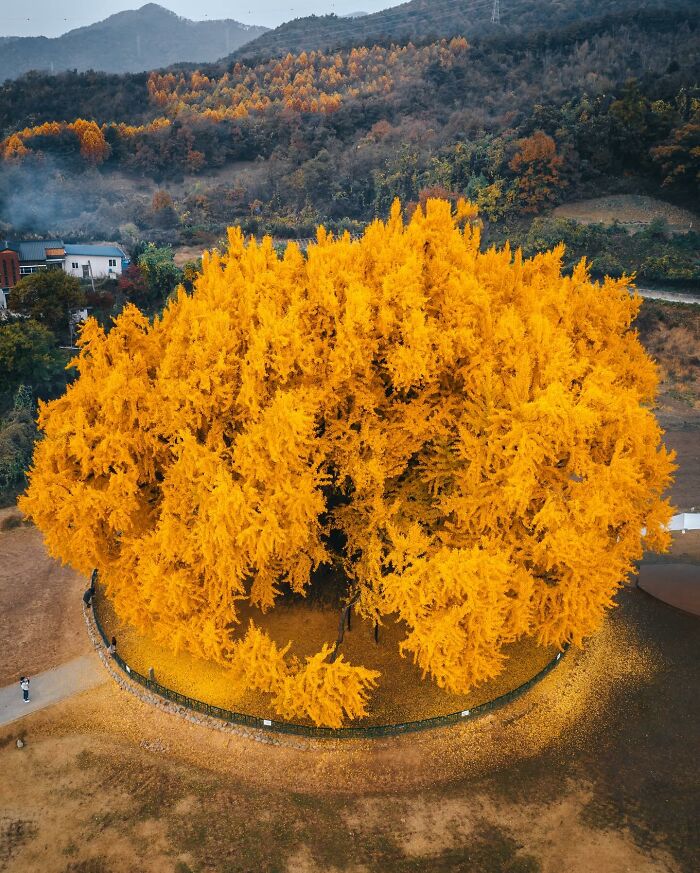 Aerial view of vibrant yellow ginkgo tree surrounded by autumn landscape, showcasing everyday life in Asia nature scenes.