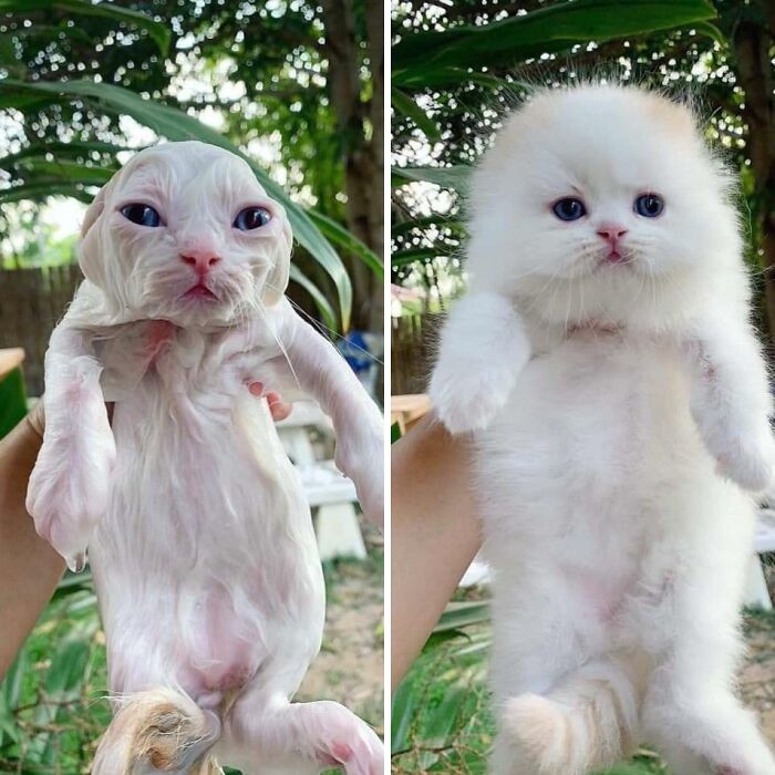 Hairless and fluffy kittens held up outdoors, showcasing unusual features that suggest cats might actually be aliens.