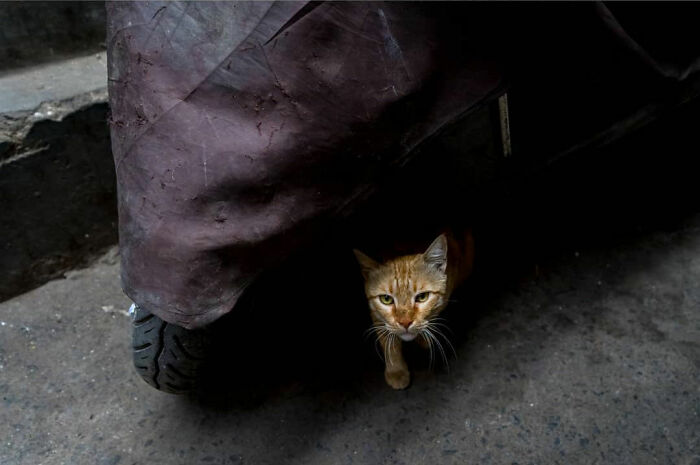 Orange cat peeking from under a covered scooter on a concrete street, capturing everyday life in India.