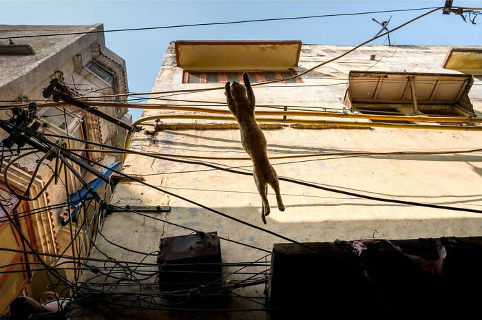 Cat hanging and climbing on electric wires between old buildings, showcasing everyday life in India.