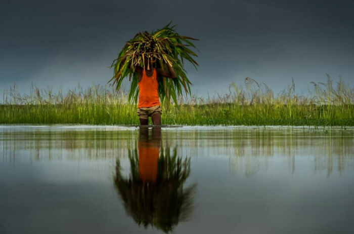 Person carrying harvested plants standing in reflective water, capturing everyday life in India rural landscape.
