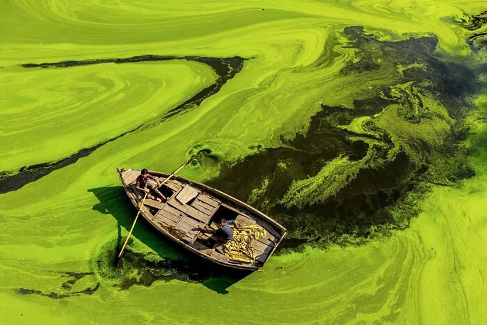 Two men rowing a wooden boat through a vibrant green algae-covered waterway in daily life in India.