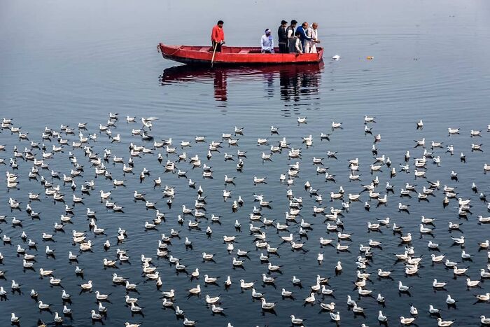 Boat carrying people among many white birds on water, capturing everyday life in India by a photographer.
