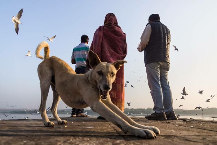 Dog stretching on a pier with people and birds in the background, capturing everyday life in India scene.