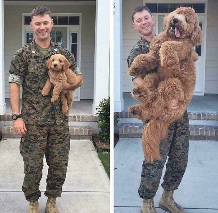 Man in military uniform holding a dog puppy and then the same dog fully grown, showing transformation over time.