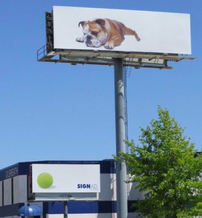 Billboard featuring a large sleeping bulldog, an example of funny and weird billboards paid for and displayed outdoors.
