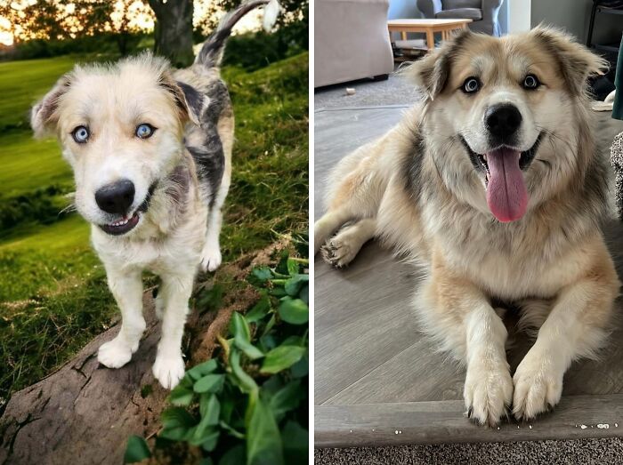 Before and after transformation of a dog showing a life-changing physical and emotional change over time.
