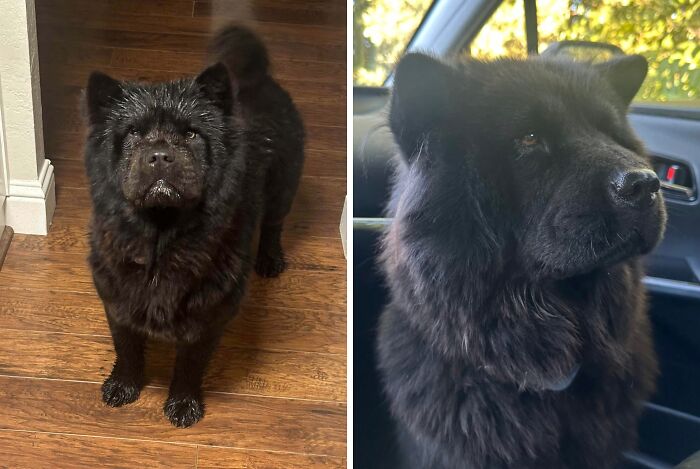 Side-by-side photos show a dog's transformation with thicker black fur highlighting life-changing transformations.