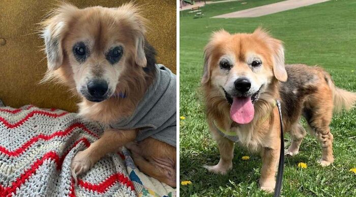 Side-by-side photos showing a dog's transformation that changed its life completely, from weak to healthy and happy.
